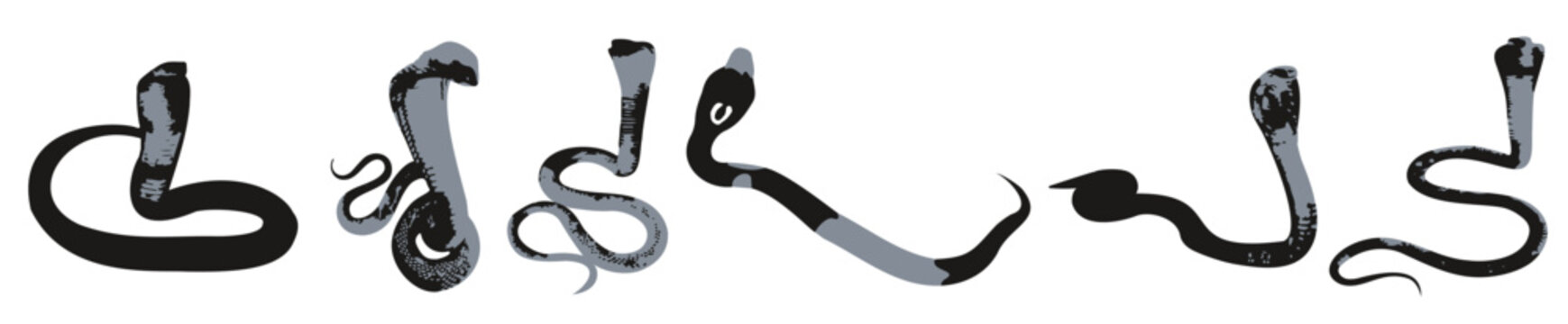  cobra illustration set on white background 