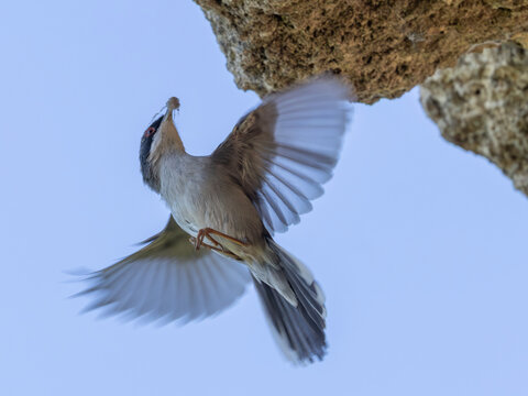 Eine Samtkopf-Grasm&uuml;cke bringt Baumaterial direkt zu ihrem Nest an einem &Uuml;berhang des Pont du Gard