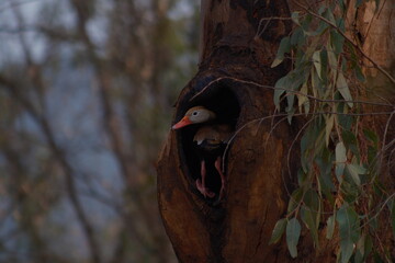 Pato pichichi asomándose desde el hueco natural de un tronco de árbol en el bosque. © Alvaro