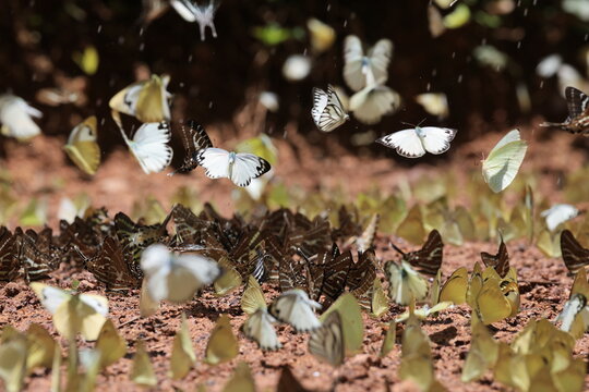 Pieridae Butterflies are feeding mineral at Pang Sida National Park in Sa Kaeo Province,Thailand. The "Butterfly City of the Eastern Forest"