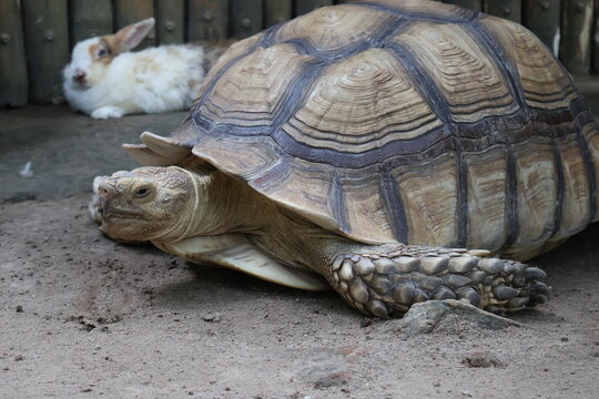 turtle on the rock