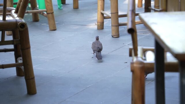 Spotted doves are foraging on the ground
