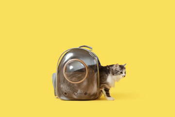 Cute cat in backpack carrier on yellow background © Pixel-Shot
