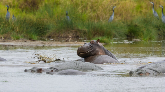 Hippopotamus surfacing in water splashing mud with family