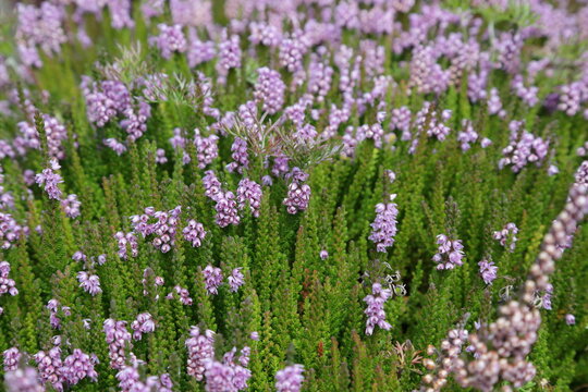 Close-up of blooming pink heather plants