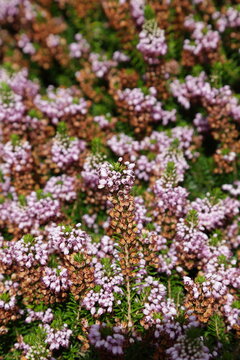 Pink heather flowers with selective focus