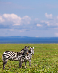 Fototapeta premium Two zebras standing in african savanna habitat