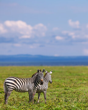 Two zebras standing in african savanna habitat