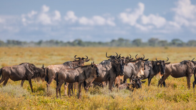 Wildebeest herd grazing on arid African savanna
