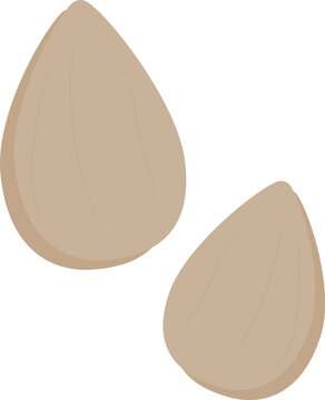 Candlenut flat vector illustration isolated on white background for Indonesian food and protein ingredient