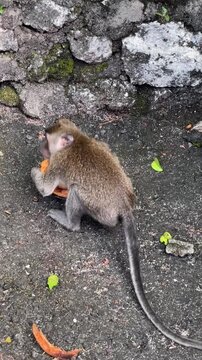 A rear view of a long-tailed macaque eating coconut flesh on the ground. At the end of the video, the monkey turns toward the camera. Filmed in Bali, Indonesia.
