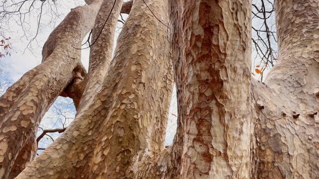 The video shows a close-up of the sycamore's unique, mottled bark. The camera pans smoothly along the tree's wide trunk, highlighting its natural texture, age.