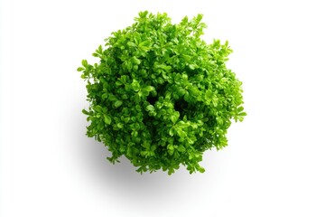 Fototapeta premium A vibrant green bush with dense, healthy leaves viewed from above against a white background.