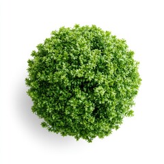 Obraz premium A top-down view of a dense, spherical green shrub with vibrant leaves against a white background.