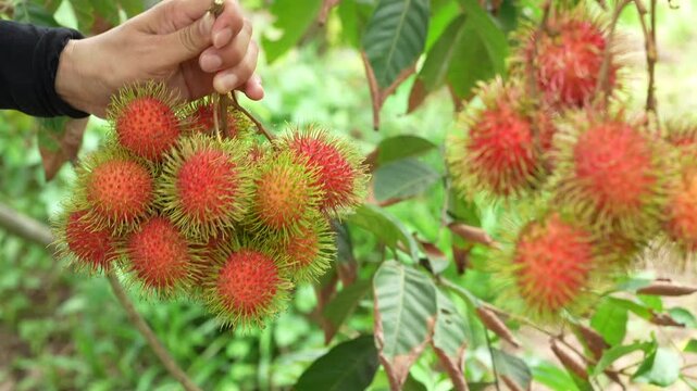 Detailed close view of a hand picking a fresh red rambutan bunch in tropical orchard.