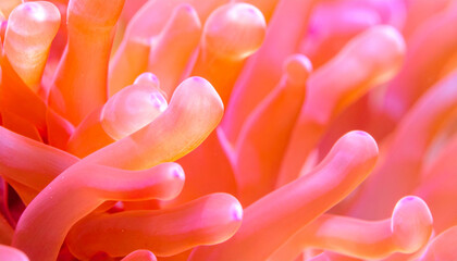 Fototapeta premium Abstract Pink Coral Texture Macro