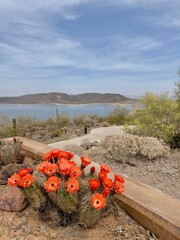 Vibrant red claret cup cactus in bloom overlooking Lake Pleasant in the Arizona Sonoran Desert © Tomohiro