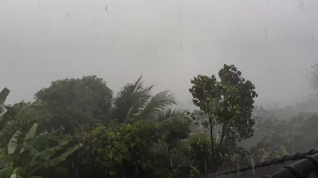 Trees are swaying in the rainstorm, countryside Chiangmai Thailand.