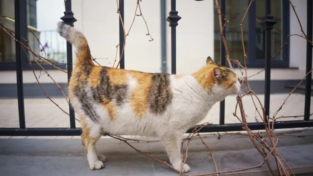 Calico cat walking on window sill outdoors and playing with thin tree branches.