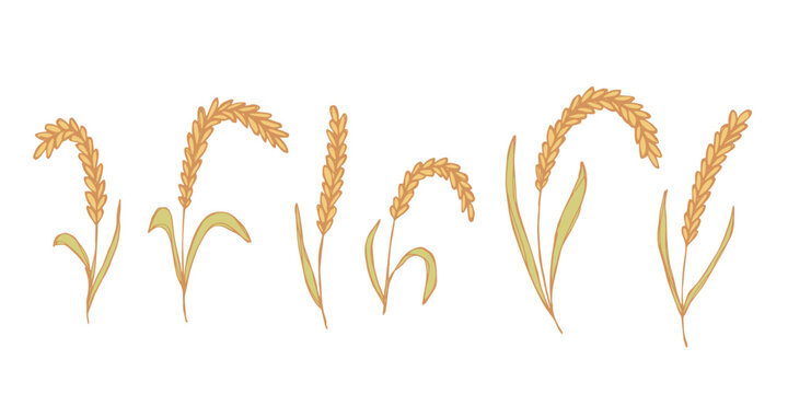 Set of hand drawn cereal wheat oat rye barley rice ears spikelet clipart Organic wheat bread agriculture farming harvest healthy food Single element for design print packaging label decor