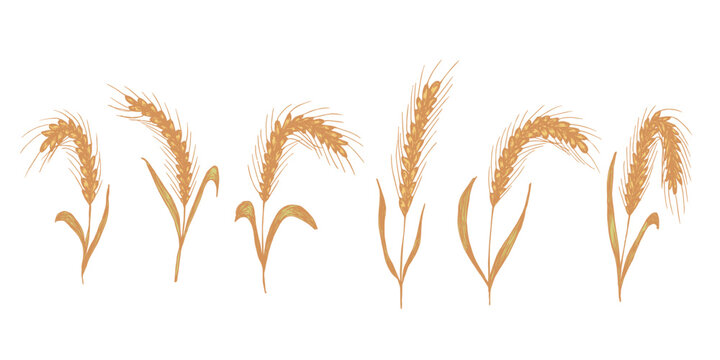 Set of hand drawn cereal wheat oat rye barley rice ears spikelet clipart Organic wheat bread agriculture farming harvest healthy food Single element for design print packaging label decor