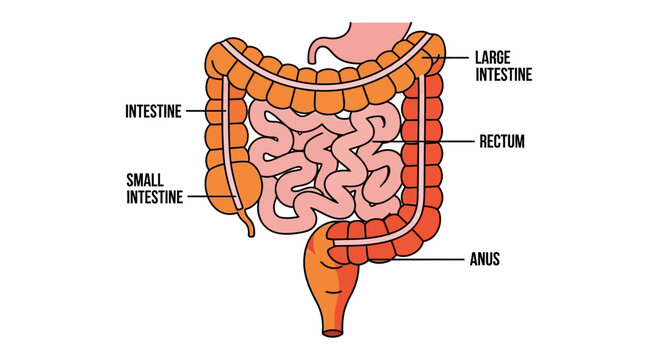 Human Digestive System Anatomy Diagram with Labeled Large and Small Intestines, Gastrointestinal Tract, Rectum, and Anus