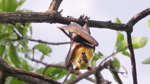 Cute fruit bat or sulawesi flying fox, acerodon celebensis, hanging in tree in indonesia looking at camera, a species of megabat in the wild, slow motion