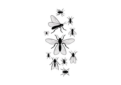 Flies Swarm Flying Around Black Insects