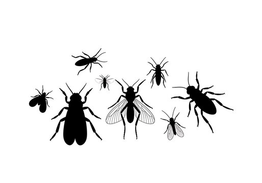 Black Flies Silhouettes on White Background