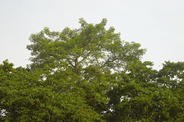 Fototapeta premium Lush Tropical Forest Canopy in Chitwan Region of Nepal