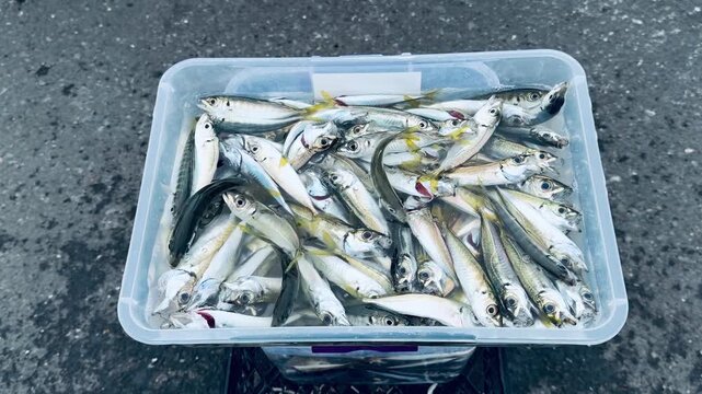 Fresh catch of shiny horse mackerel fish fills a plastic container on Galata Bridge in Istanbul, Turkey. Close-up view of raw small Mediterranean seafood from the Bosphorus sea ripples. Delicious.