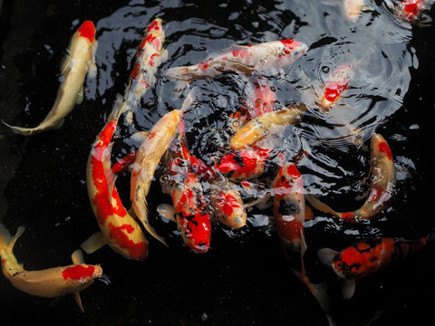 Colorful koi fish swimming in dark pond water