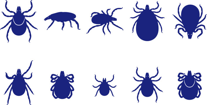 vector can editable Comprehensive anatomical silhouette collection of parasitic ticks and pathogenic arachnids