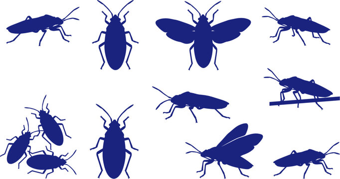 vector can editable Geometric shield bugs a detailed stink bug silhouette collection