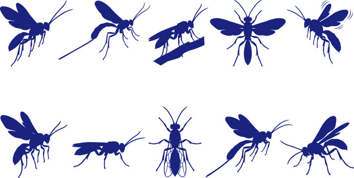 vector can editable Parasitoid elegance ichneumon wasp silhouettes highlighting anatomical detail