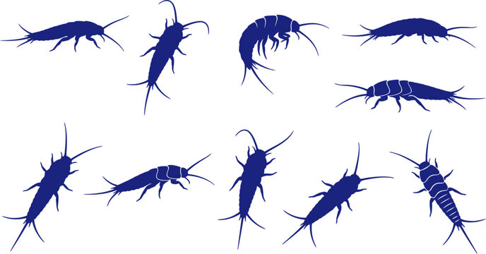 vector can editable Slender silverfish silhouettes illustrating the tapered form of primitive zygentoma insects