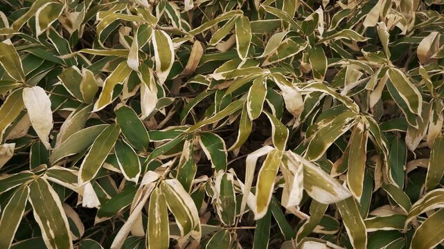 Close-up of gently swaying Kuma bamboo grass