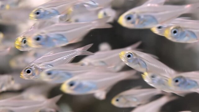 A mesmerizing group of clear fish with yellow heads and blue gills swims together in an aquatic habitat. Their translucent bodies catch the light, creating a beautiful underwater spectacle.