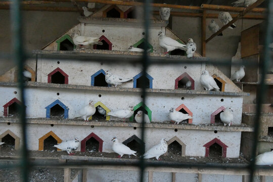 Group of white pigeons perched on a multi-level wooden loft with colorful arched openings, poultry farming and bird