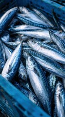 Fototapeta premium Fresh mackerel fish packed in a blue plastic crate at a local market in a macro shot for seafood industry and culinary marketing