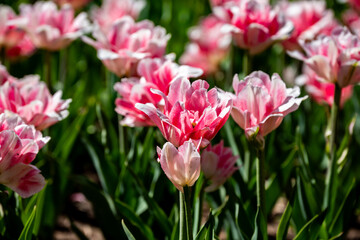 Obraz premium Finola Double Late Tulip., Flowers,
