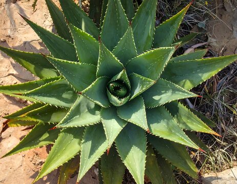 Close-up of a vibrant, spiky green succulent plant with sharp, triangular leaves radiating from its center. The plant sits on sandy terrain