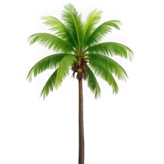 Fototapeta premium Tall green palm tree isolated on white background