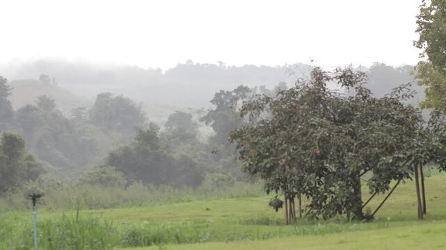 A beautiful morning timelapse of thick mist moving over lush green hills and trees after rain. Serene and atmospheric nature landscape.