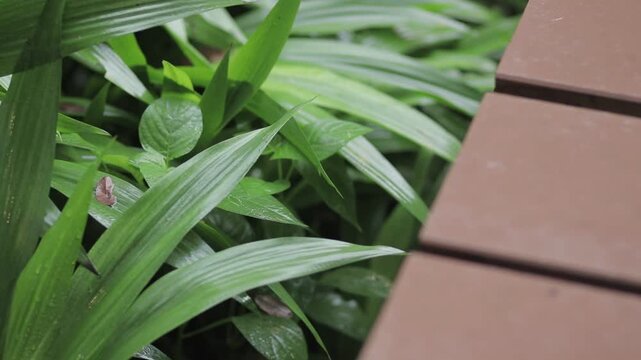 Close-up of lush green tropical leaves with water droplets next to a wooden terrace. Refreshing nature background with copy space.