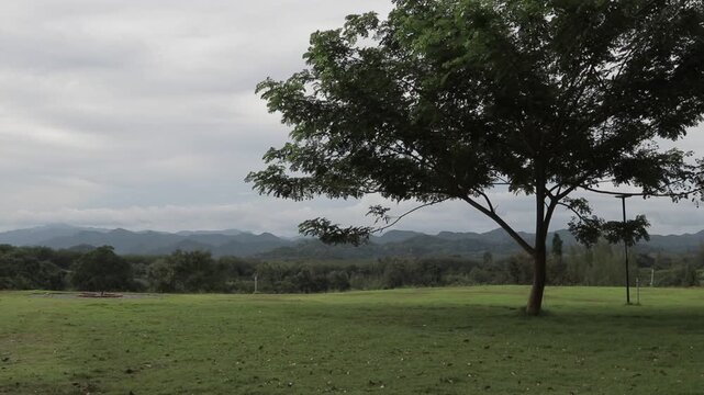 A large shade tree standing on a lush green lawn with a scenic mountain range background under an overcast sky. Tranquil nature landscape.