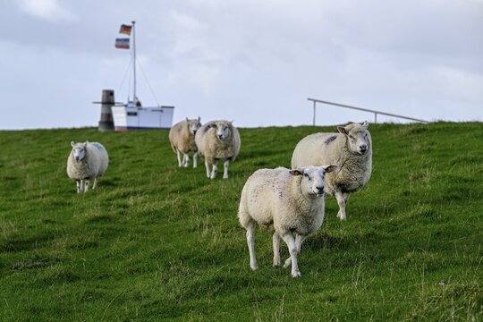 Sheep on a dyke, Pellworm Island, Schleswig-Holstein Wadden Sea National Park, North Frisia, Germany