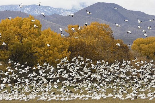 Snow Geese (Anser caerulescens atlanticus, Chen caerulescens) overwintering, flying flock, Bosque del Apache Wildlife Refuge, New Mexico, USA