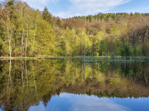 Lake in spring, forest reflected on the shore, Albertsee, swampy sinkhole lake in Frauenseer Forst, Marksuhl, Thuringia, Germany