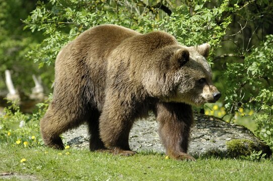 European Brown Bear (ursus arctos), zoo Hellabrunn, Munich, Bavaria, Germany